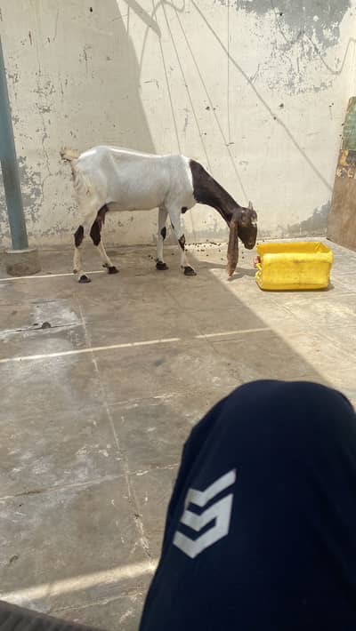 female goat for sale
