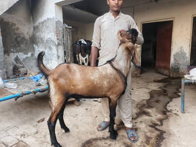 Bakra ForSale Qurbani 2k26