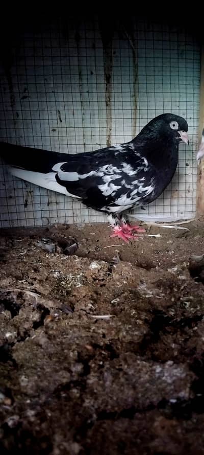 Rampuri pigeon