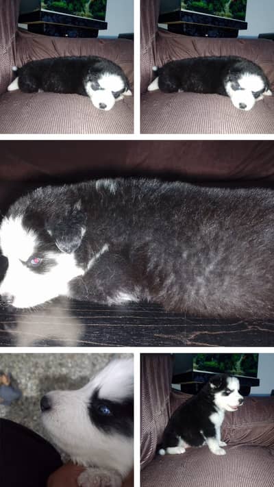 Huksy Pupps | Siberian Husky Pupps | wolly Coat Husky pupps For Sale