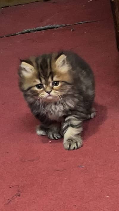 Persian triple coated kitten