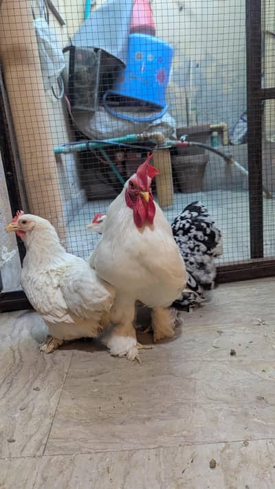 Bantam Trio