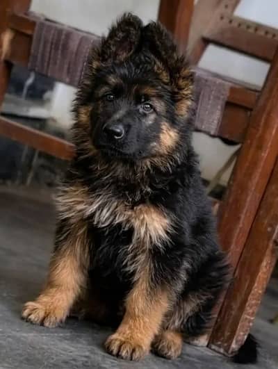 German Shepherd 03267102541