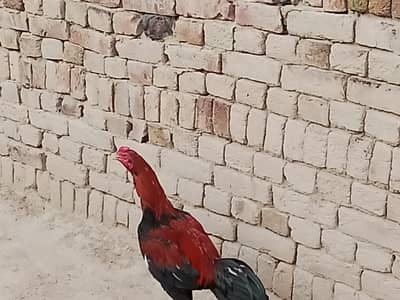 Ak ha with three chiks and hen