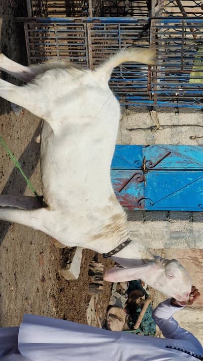 bakra for sale