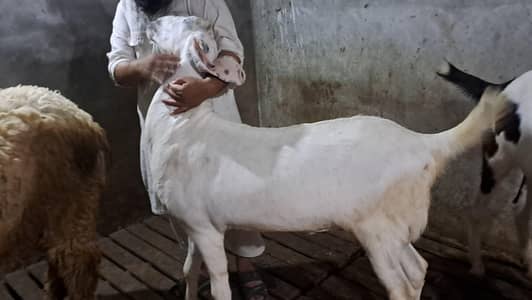 Bakry for sell