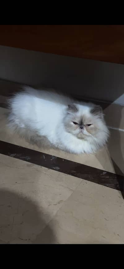 piki in himaliyan