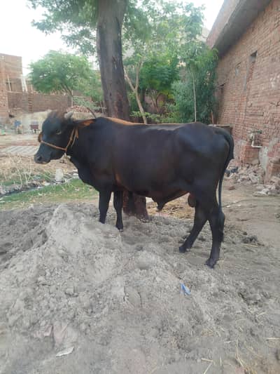 wacha qurbani k lye