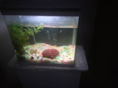 imported aquarium