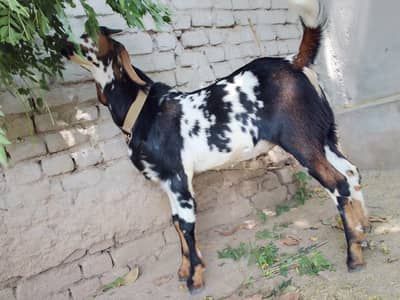 Bakra for sale ha