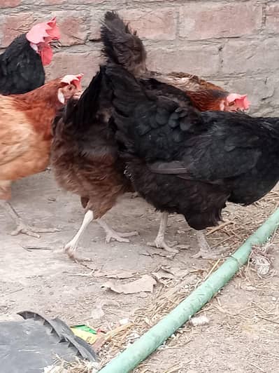 Egg Laying Hens