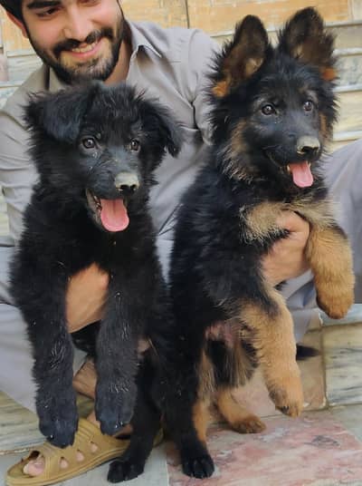 German shepherd long coat puppies