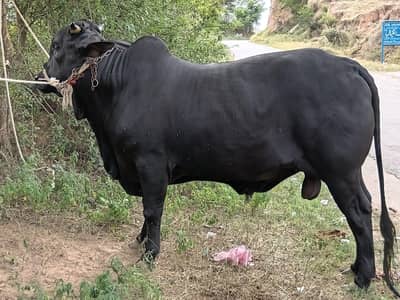 Danad