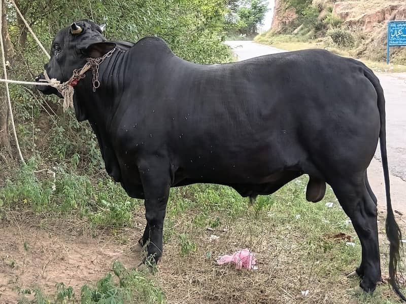 Danad 0