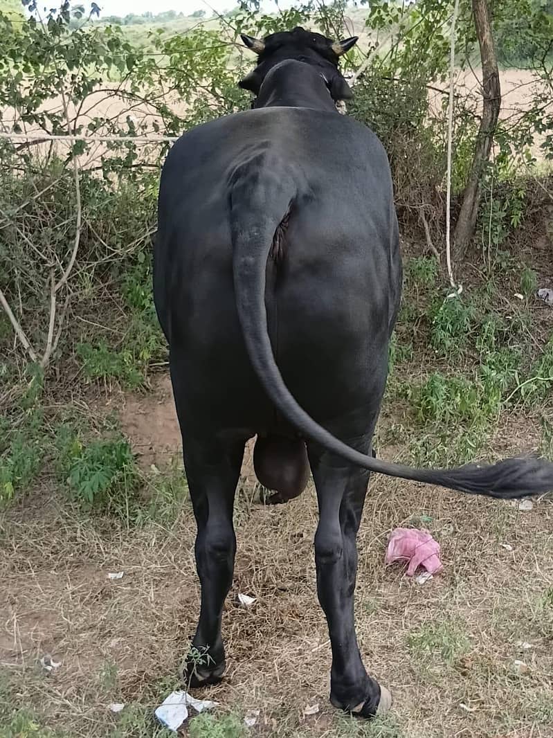 Danad 1