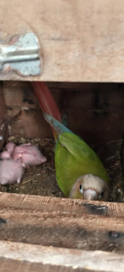 pineapple conour breeder pair with 2 chicks