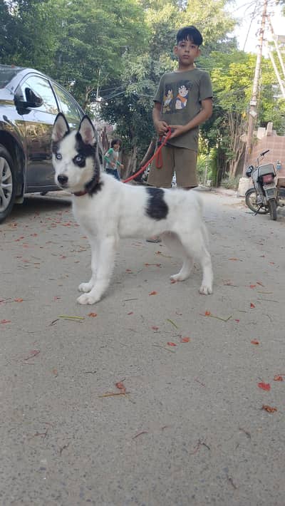 Siberiab Husky puppy for sale.