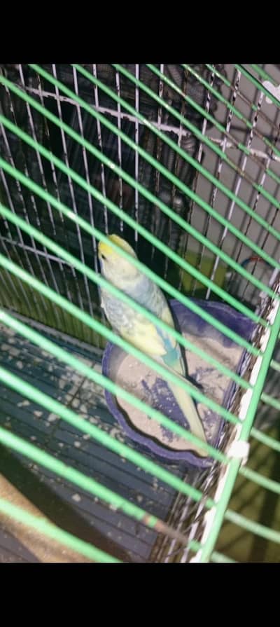 Rainbow breader female