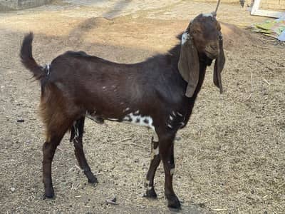 Bakra for sale