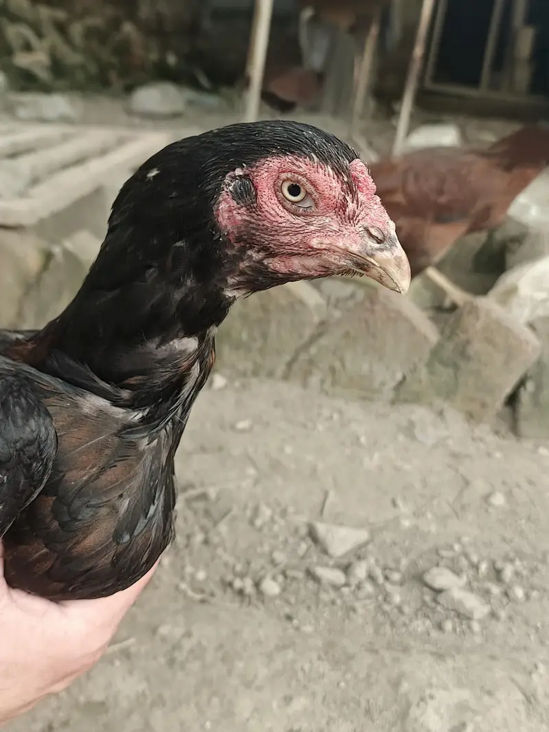 Aseel For sell — photo 4