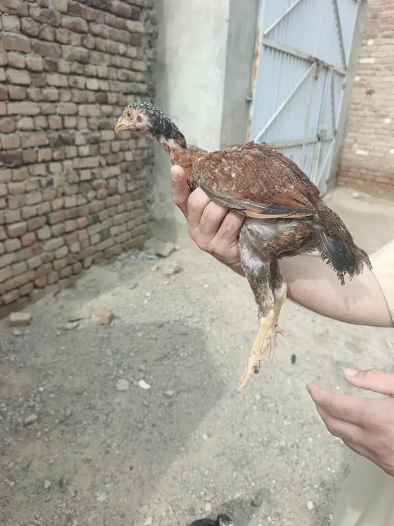 Aseel For sell — photo 5