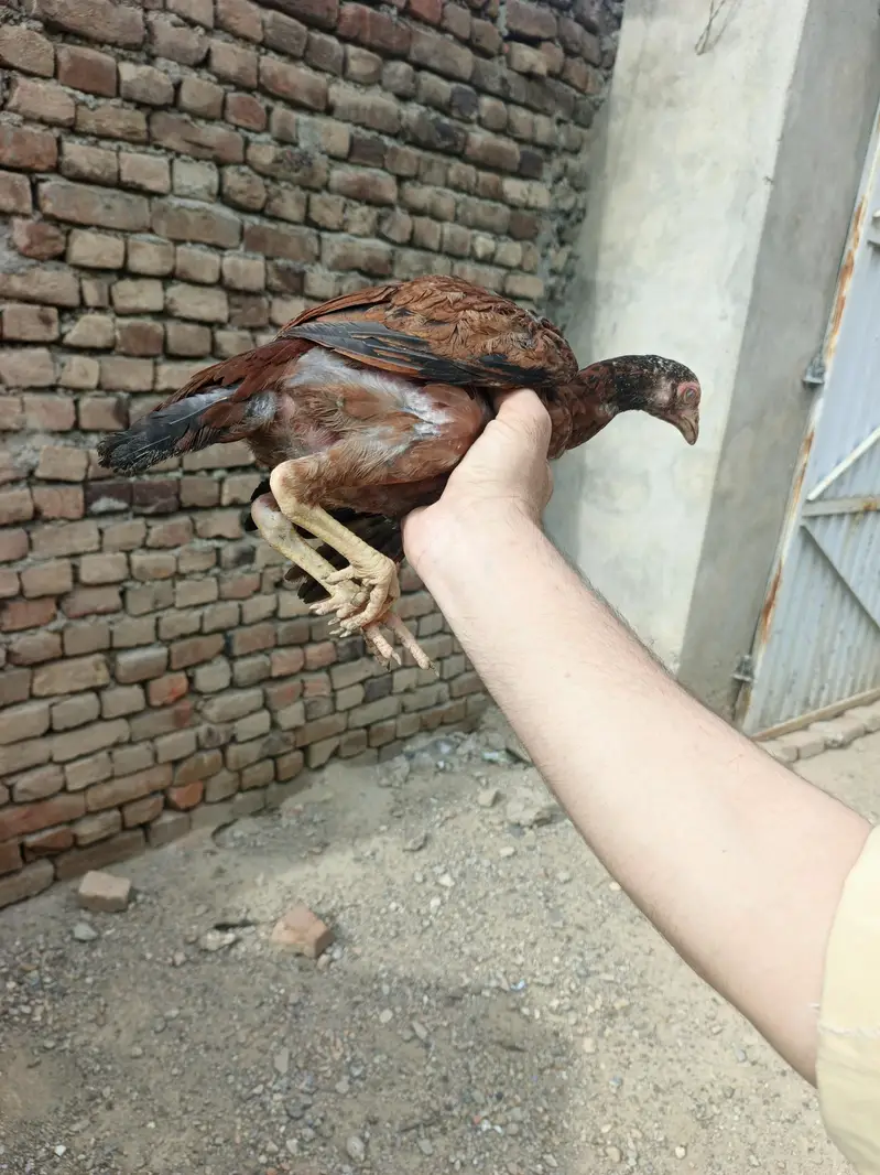 Aseel For sell — photo 7