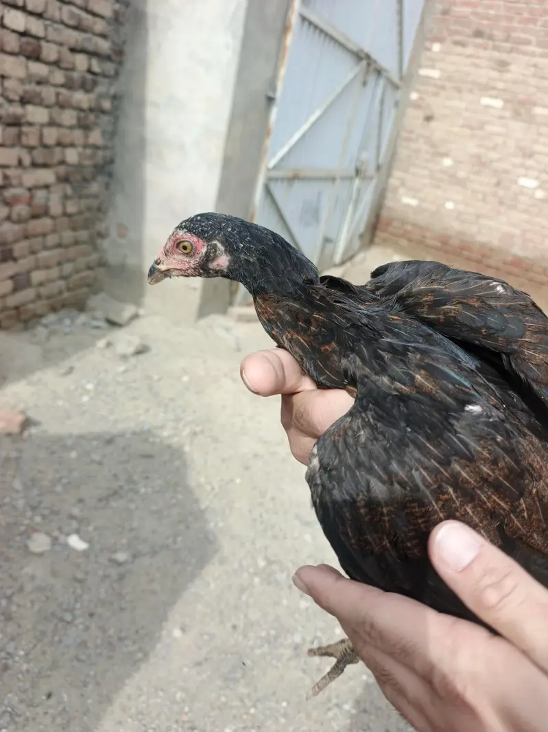Aseel For sell — photo 8