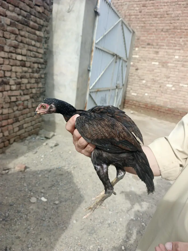 Aseel For sell — photo 10