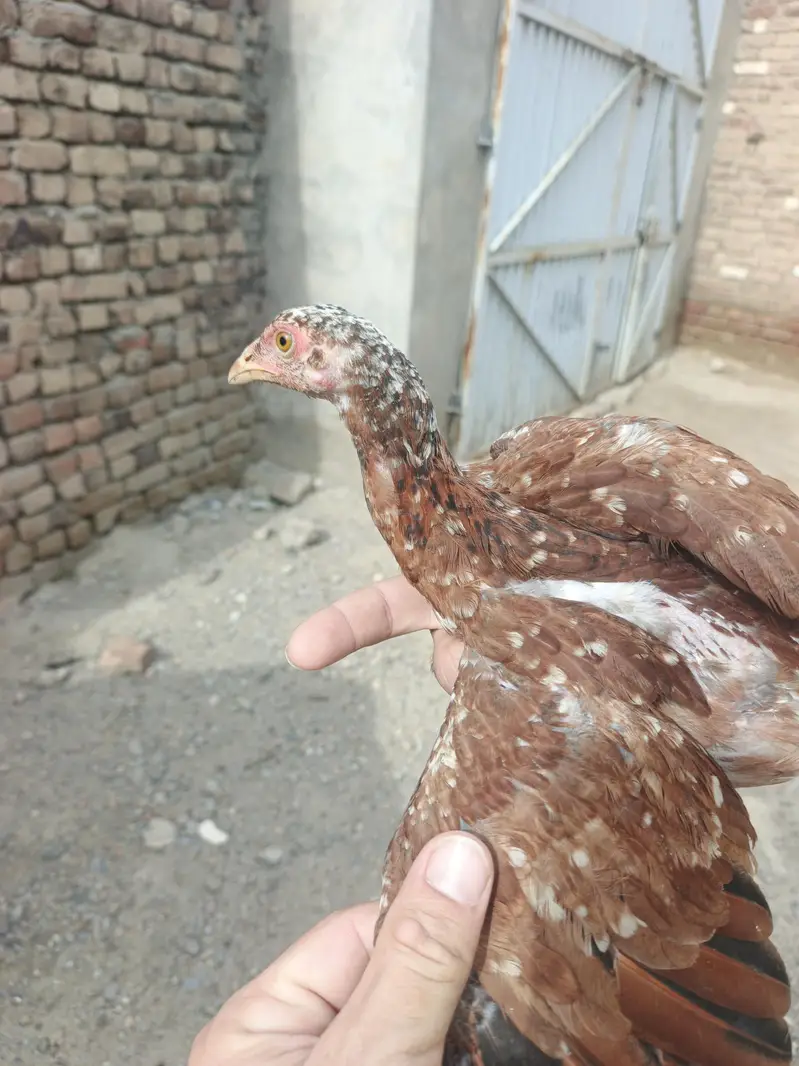 Aseel For sell — photo 12