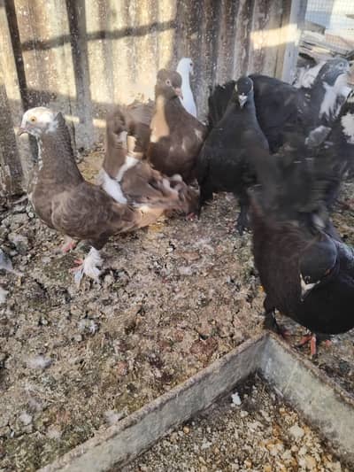 Beautiful Pigeon's are ready for new shelter. .