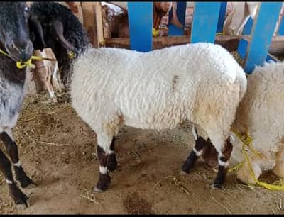 Chatra Jori