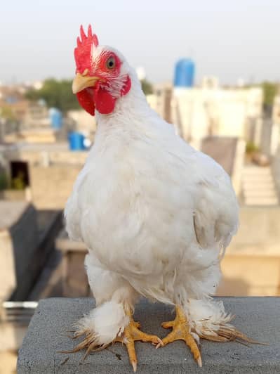 bantam and polish