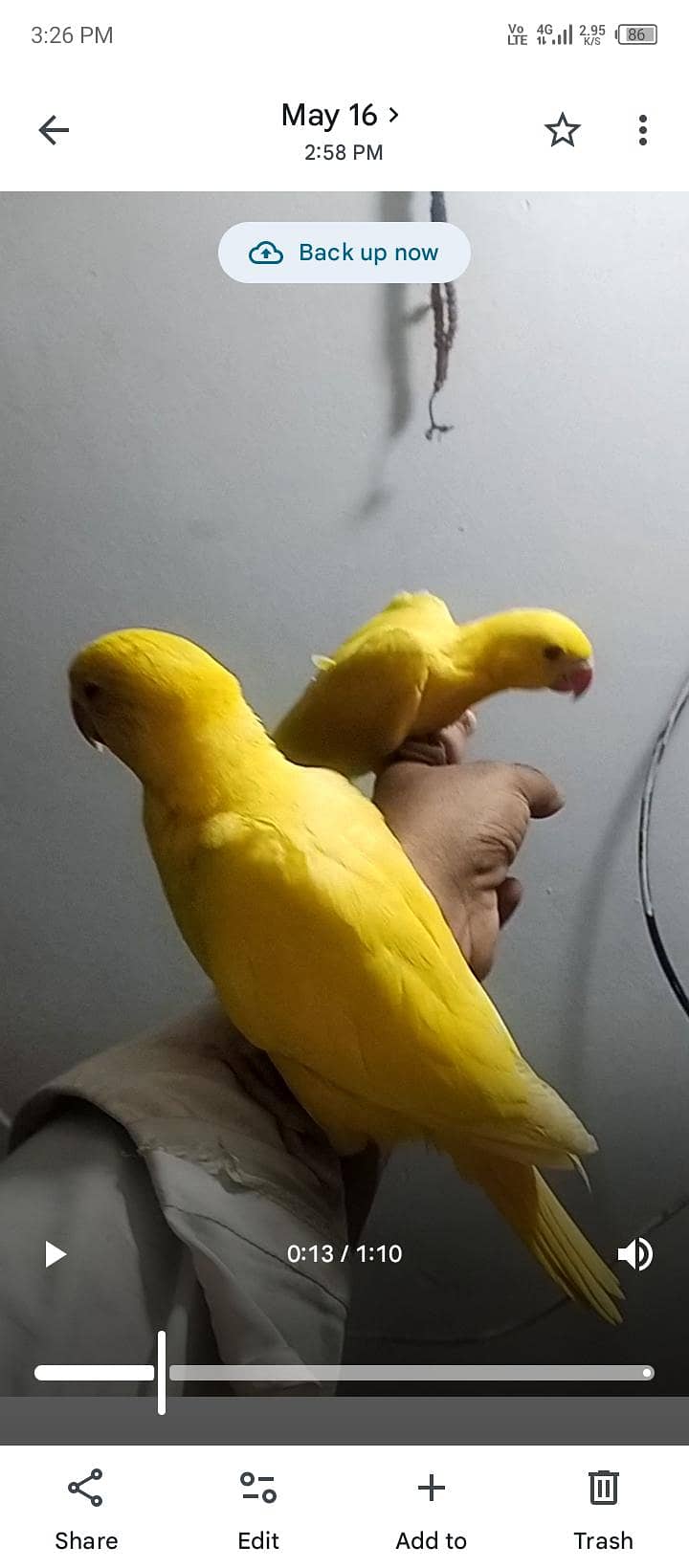 yellow Ringnick chick 0