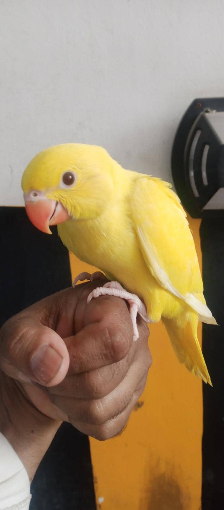 yellow Ringnick chick 1