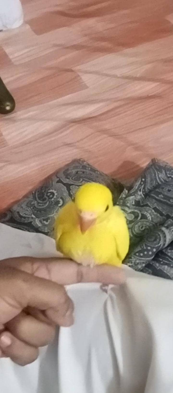 yellow Ringnick chick 2