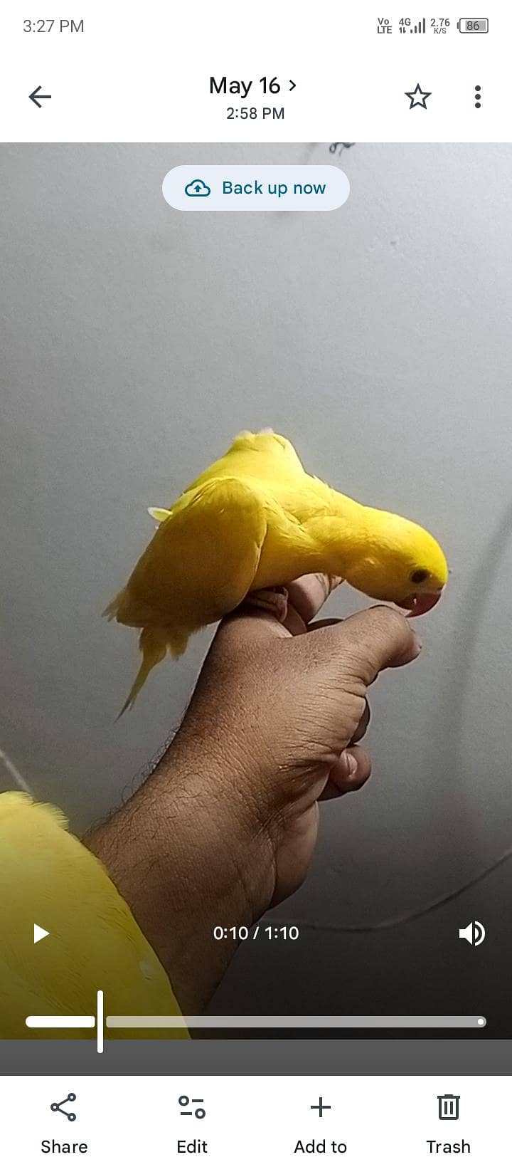 yellow Ringnick chick 3