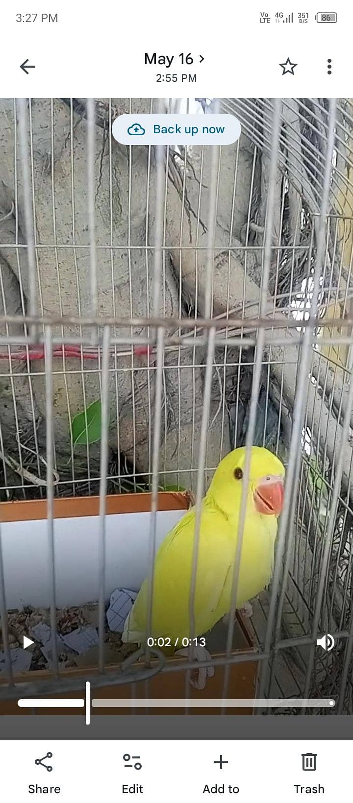 yellow Ringnick chick 4