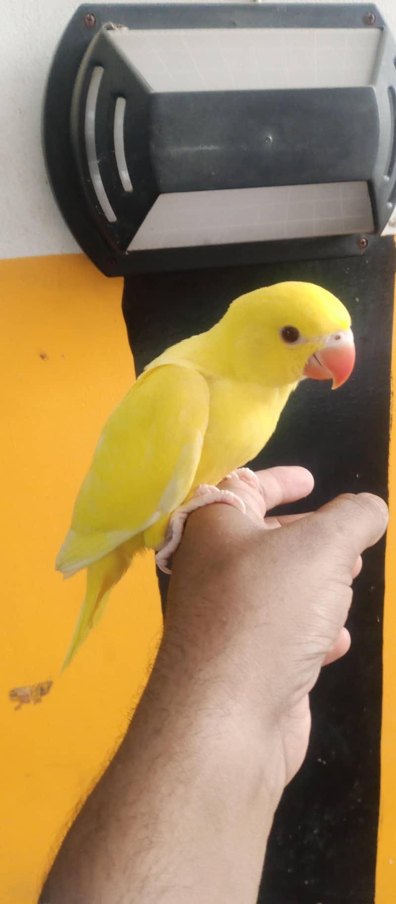 yellow Ringnick chick 5