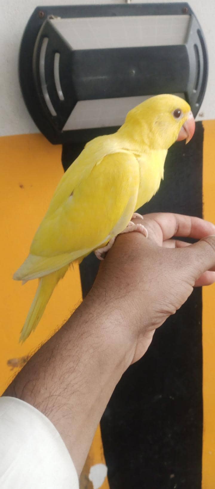 yellow Ringnick chick 6