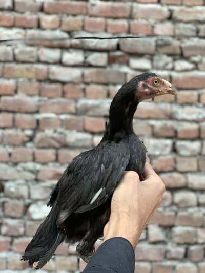 Aseel female