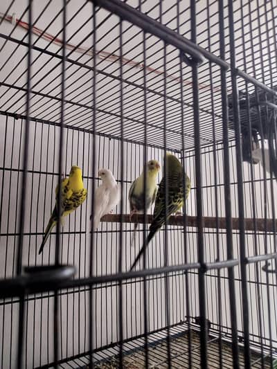 Hogoromo black wing