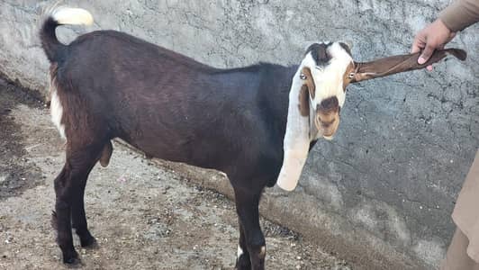 beetal bakra