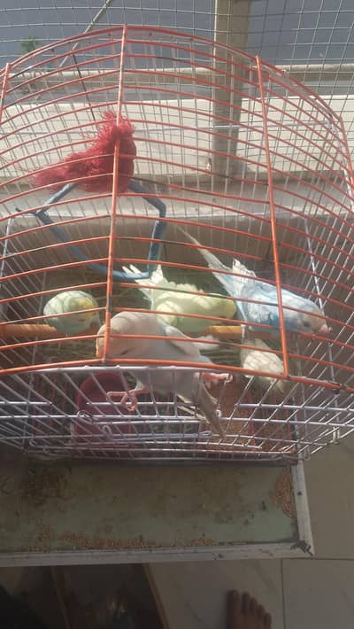 Australian parrot  Hy 5 bachy