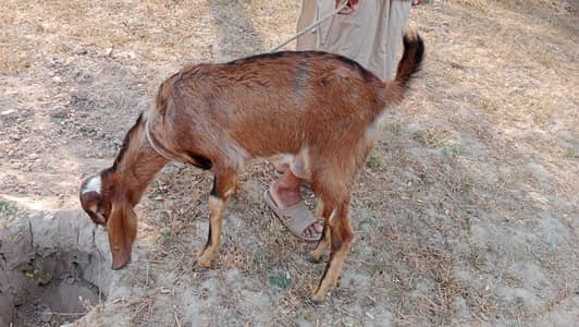 Qurbani vala bakra(Dunda)