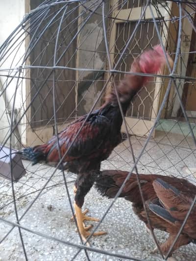 Aseel lakha patha urgent sale