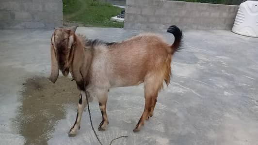 2 bkry donday 16 month age