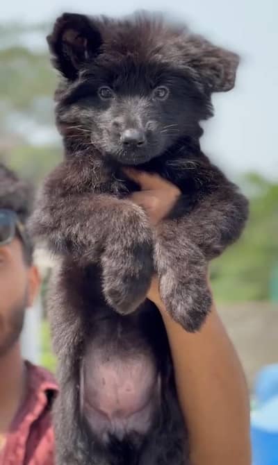 German shepherd female