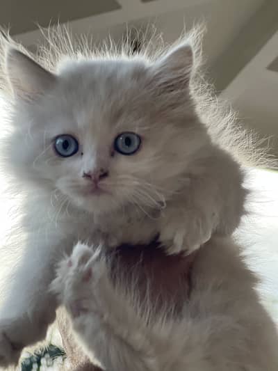 Persian kitten