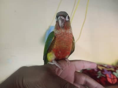 fly tame hand tame conure for sale