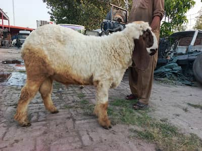Chatra for Qurbani
